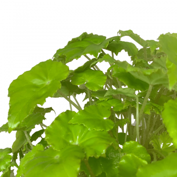 Begonia