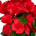 Begonia