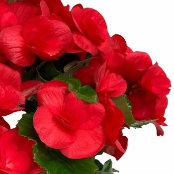 Begonia