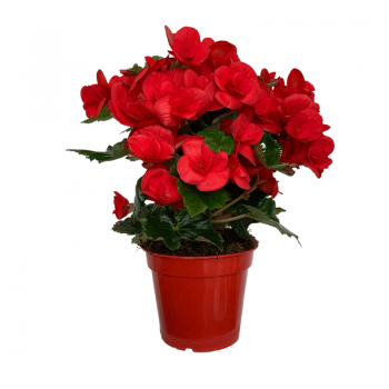 Begonia