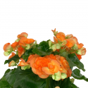 Begonia