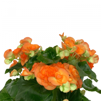 Begonia