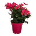 Begonia
