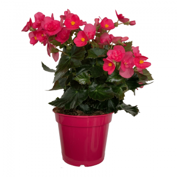 Begonia