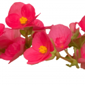 Begonia