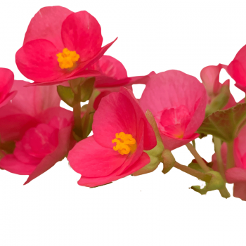 Begonia