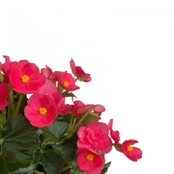 Begonia