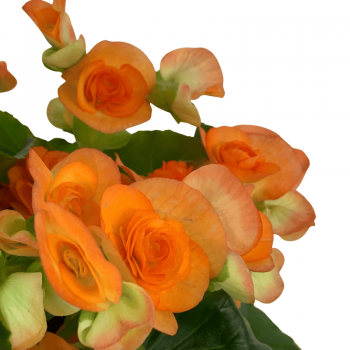 Begonia