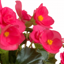 Begonia