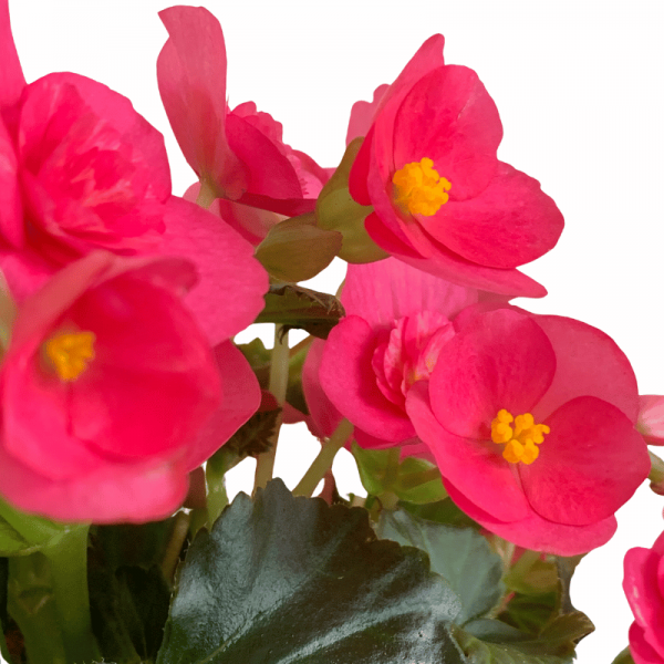 Begonia