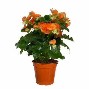 Begonia