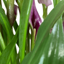 Cala