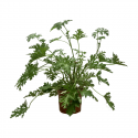 Citronela