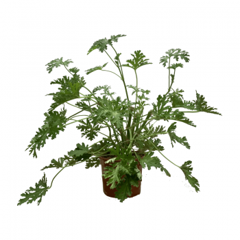Citronela
