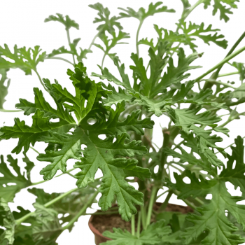 Citronela