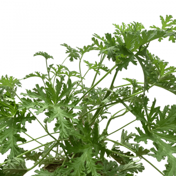 Citronela