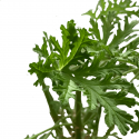 Citronela