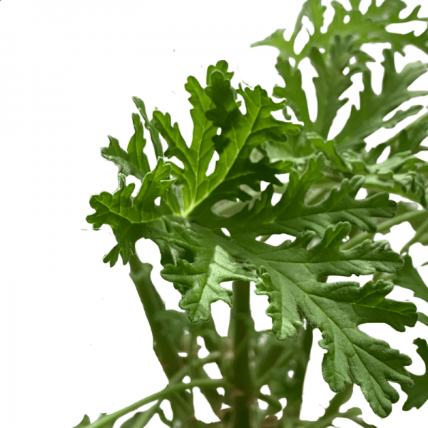 Citronela