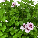 Citronela Geraneo