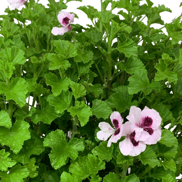 Citronela Geraneo
