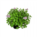 Citronela Geraneo