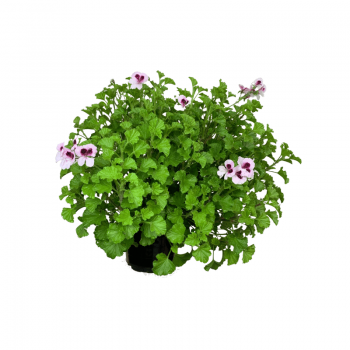 Citronela Geraneo