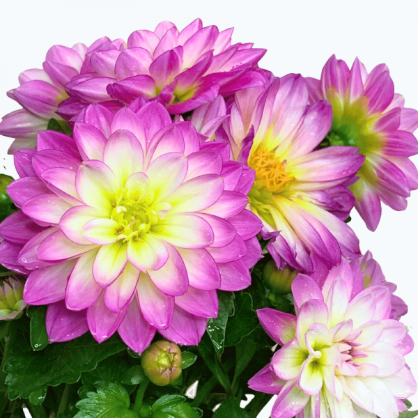 Dalia