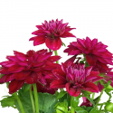 Dalia