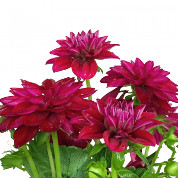 Dalia