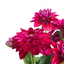 Dalia