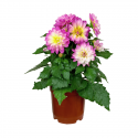 Dalia