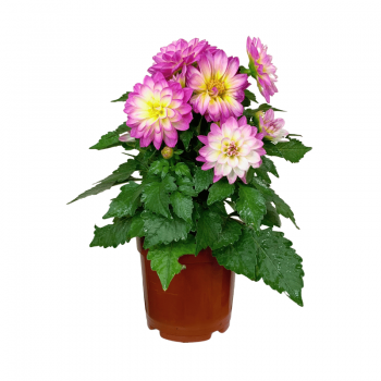 Dalia