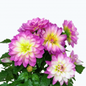 Dalia