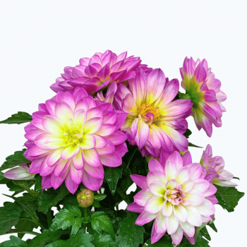 Dalia