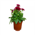 Dalia