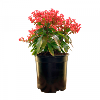 Euphorbia