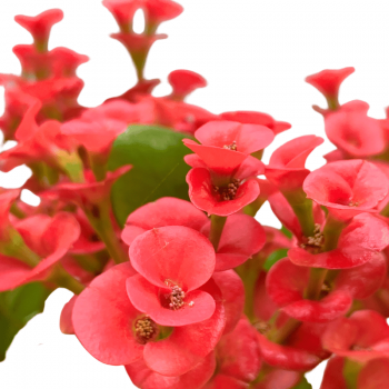 Euphorbia
