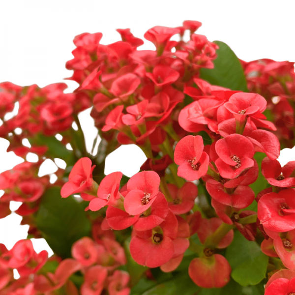 Euphorbia
