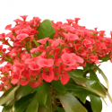 Euphorbia