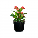 Euphorbia