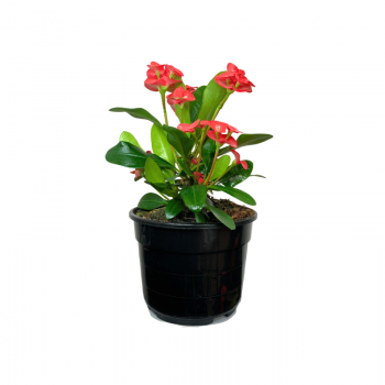 Euphorbia