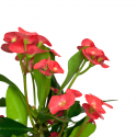 Euphorbia