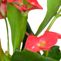Euphorbia