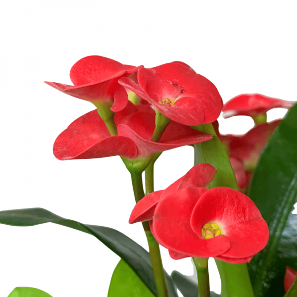 Euphorbia