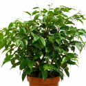 Ficus Benjamina