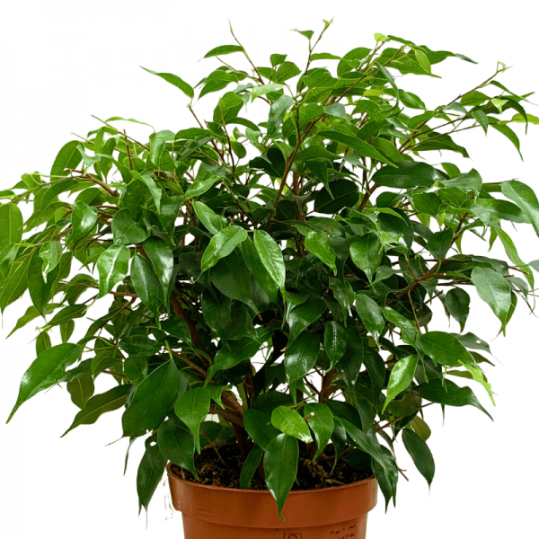 Ficus Benjamina