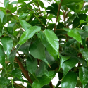 Ficus Benjamina