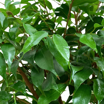 Ficus Benjamina