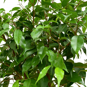 Ficus Benjamina