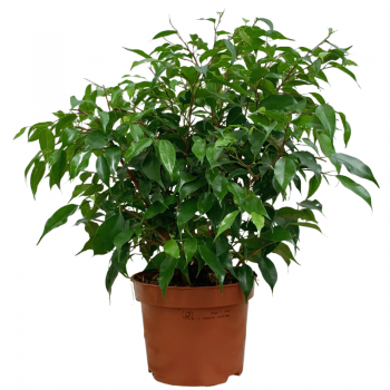 Ficus Benjamina